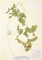 藏品(美洲野豌豆)的圖片